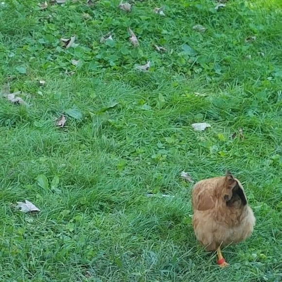 Meet your Posher, Clinton - Picture 1 of 1